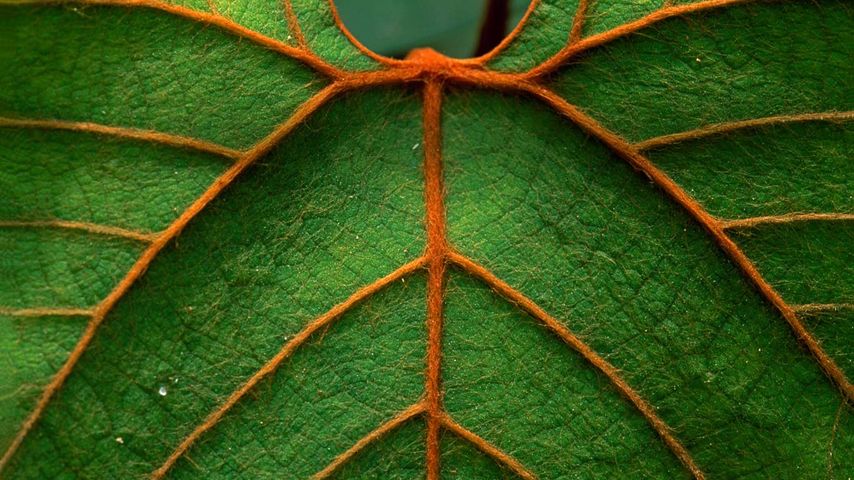Ausschnitt eines Blattes im Niah-Nationalpark in Sarawak, Insel Borneo, Malaysia