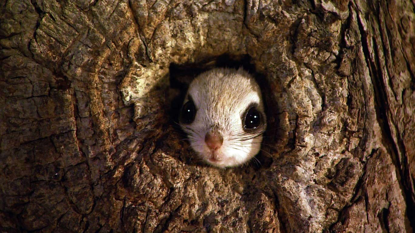 Japanese Pygmy Flying Squirrel