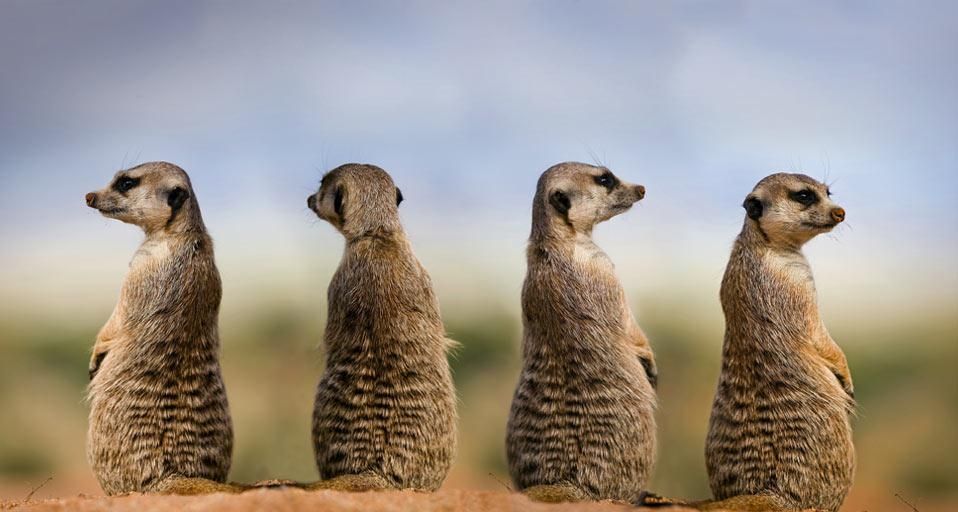 Meerkats in Namibia