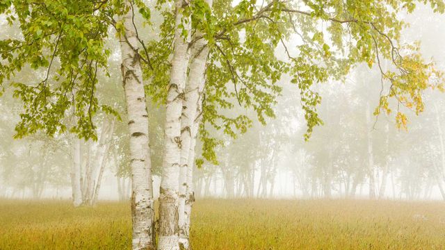 Birch trees in the fog Thunder Bay, Ontario, Canada
