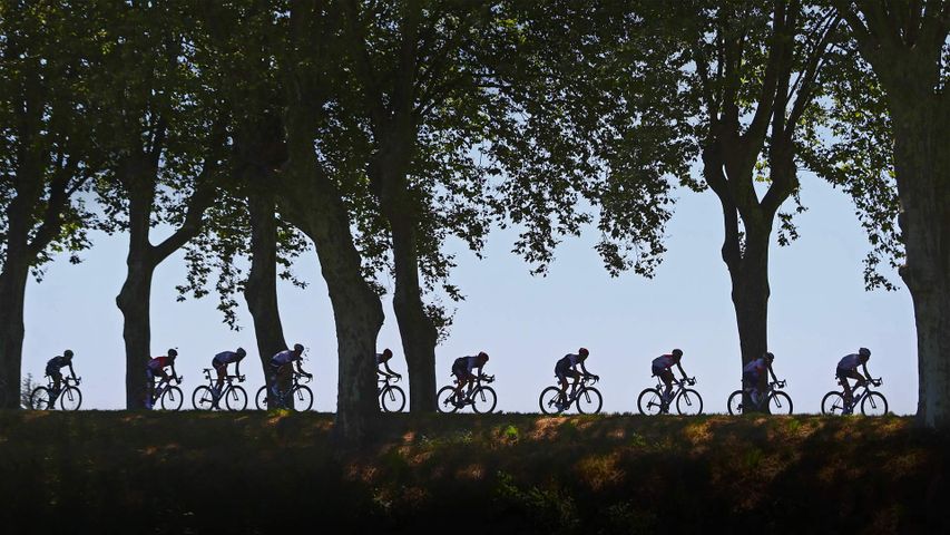 2016年环法自行车赛中骑在绿树成荫的道路上的选手 