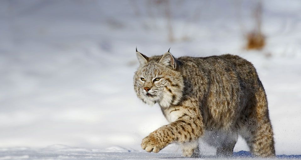 Bobcat running through the snow in Montana, USA | Peapix