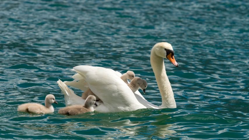 Cigno reale con i suoi piccoli, Lago di Garda, Lombardia