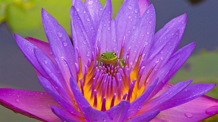 基西米湖中的绿色树蛙和紫色睡莲，佛罗里达州