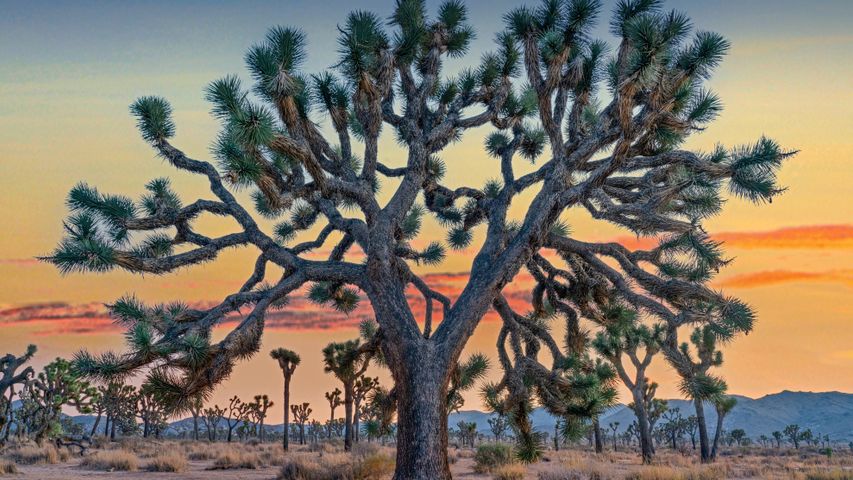 Árboles de Josué en el Parque Nacional Joshua Tree, California, Estados Unidos