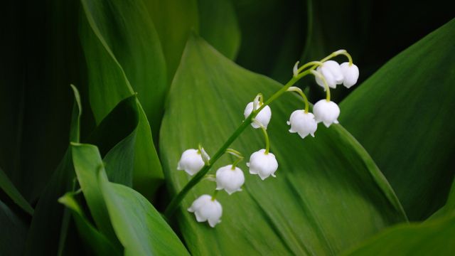 Muguet de mai