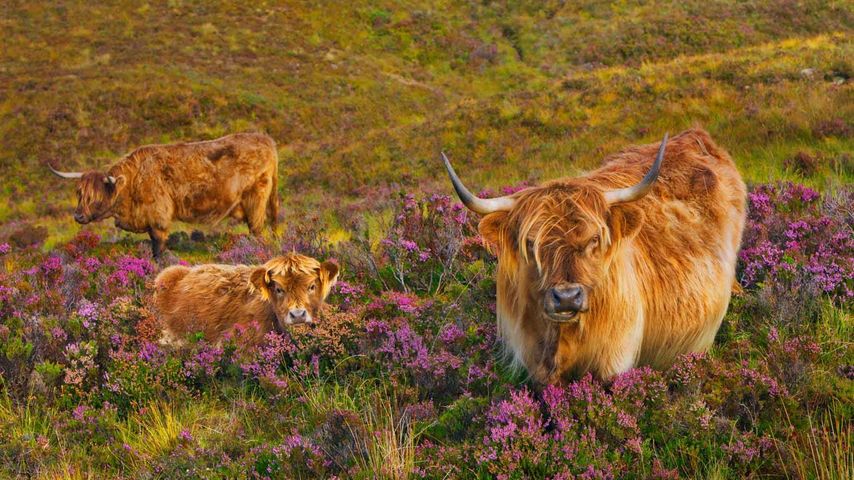 Highland cattle in a field of heather on the Isle of Skye, Scotland