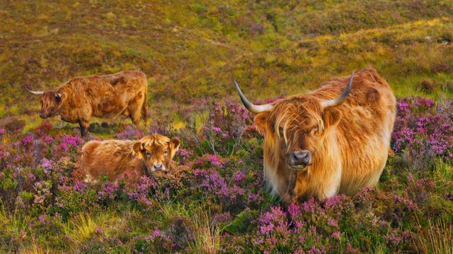 Hochlandrinder in einem Heidefeld auf der Isle of Skye, Schottland