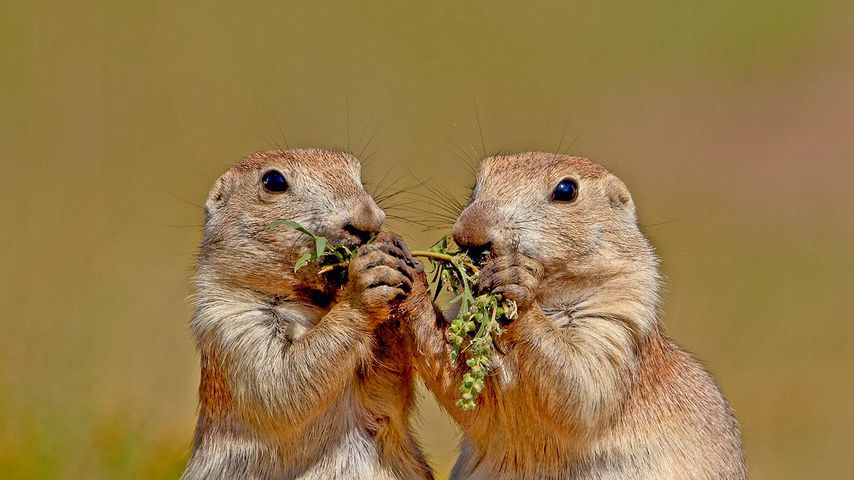 Black-tailed prairie dogs in Wind Cave National Park, South Dakota