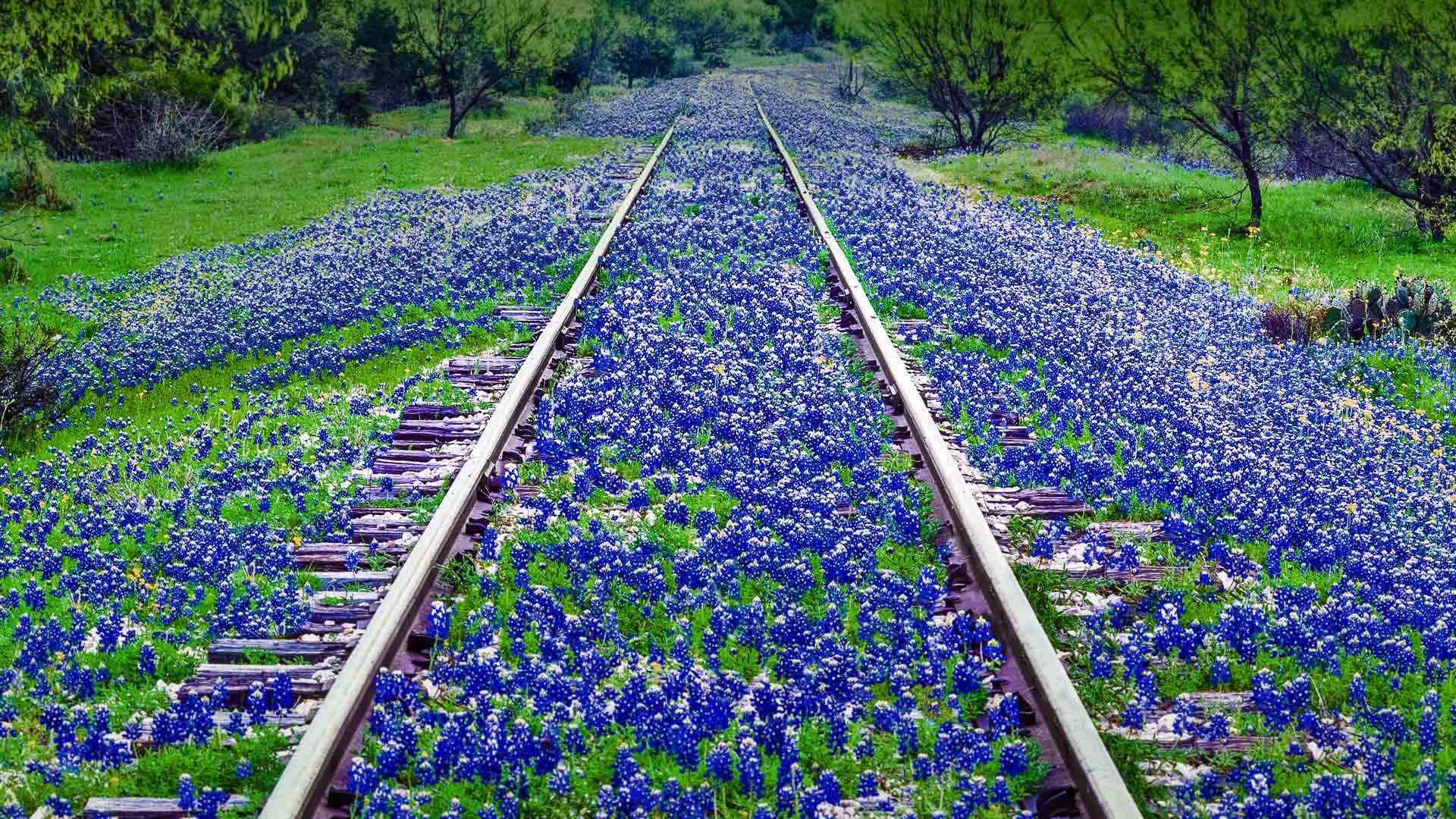 wildflowers near Llano, Texas Peapix