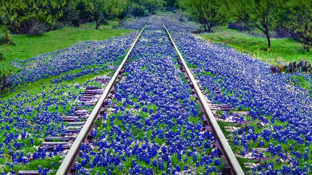 Bluebonnet wildflowers near Llano, Texas
