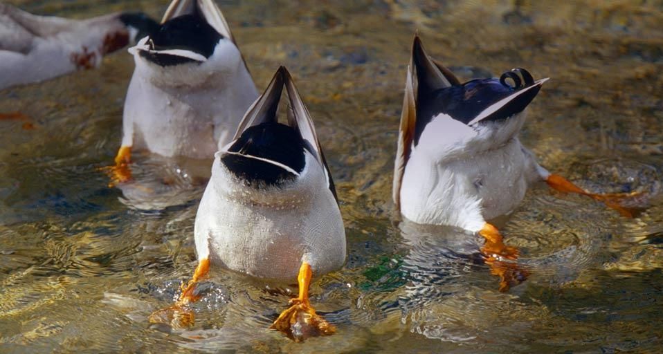 Drei Schwimmenten beim Gründeln, Sachsen, Deutschland