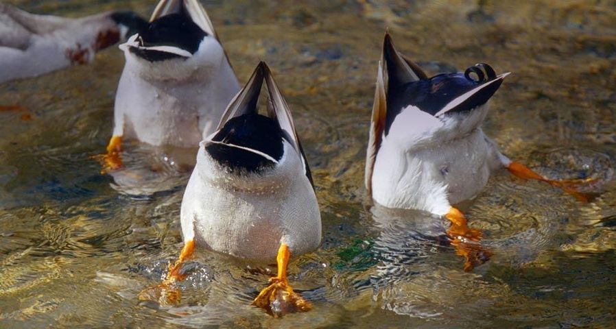 德国萨克森州三只将头埋在水中的雁鸭