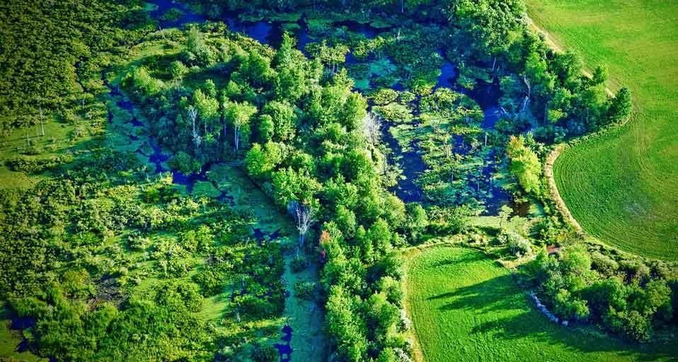 Wetland area and agricultural field near the Pere Marquette River, Michigan