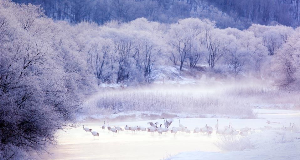 Red-crowned cranes in Kushiro-Shitsugen National Park, Hokkaido, Japan