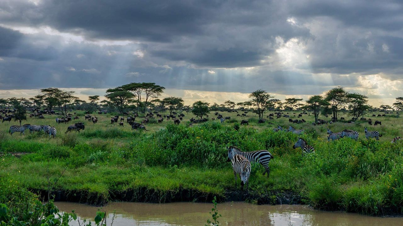 Zebras and wildebeests in the Serengeti National Park in Tanzania