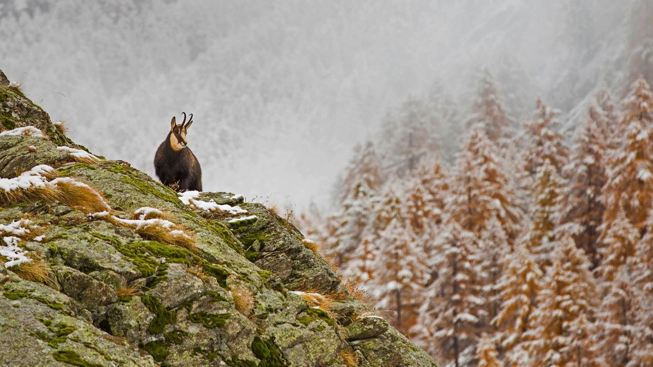 Alpine chamois in Gran Paradiso National Park, Italy 