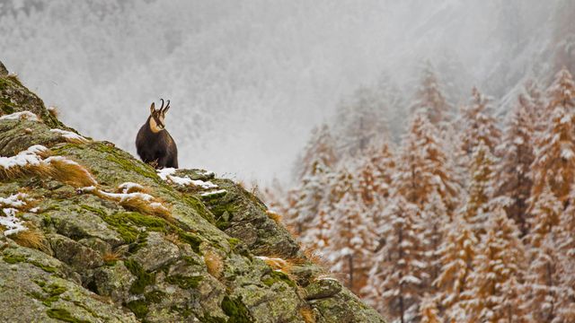 Alpine chamois in Gran Paradiso National Park, Italy