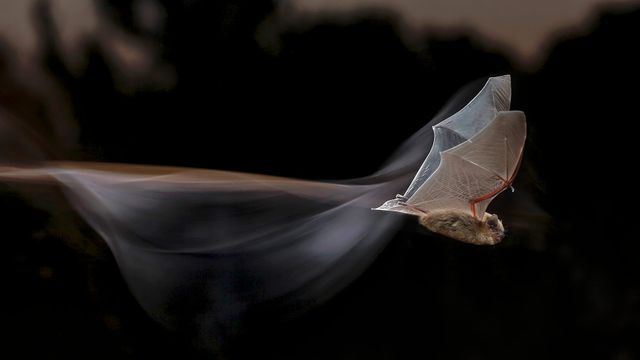 Common pipistrelle bat for Bat Appreciation Month
