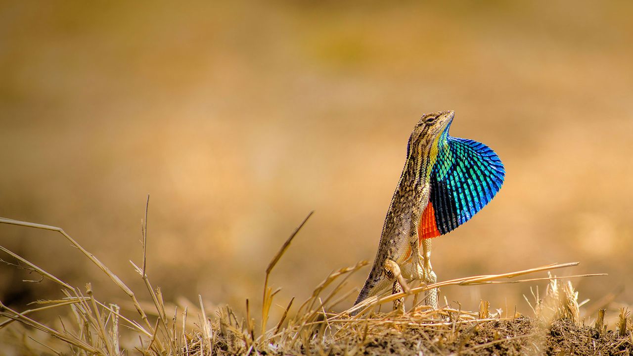 Lézard Satina Ponticeriana, État du Maharashtra, Pune, Inde 