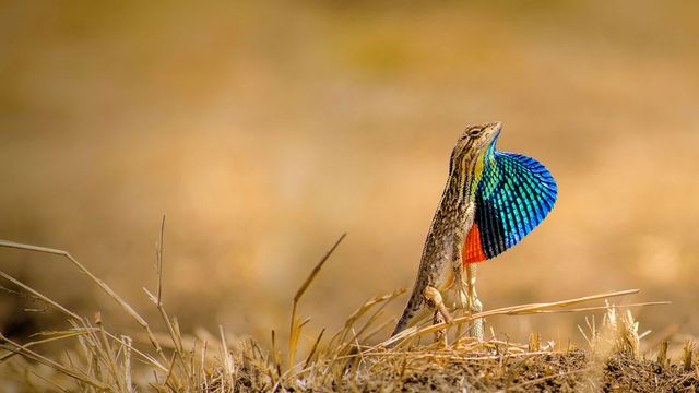 Lézard Satina Ponticeriana, État du Maharashtra, Pune, Inde 