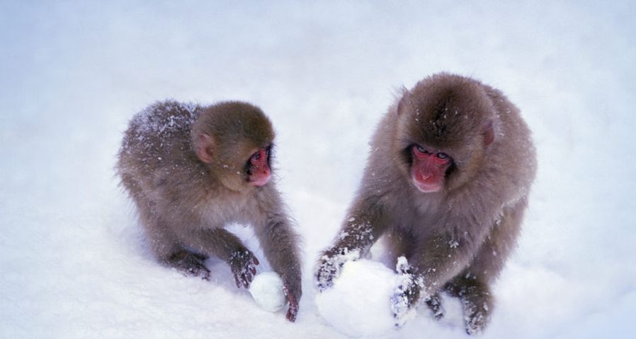 Two Japanese snow monkeys play with snowballs in Nagano, Japan – Keren Su/Corbis ©