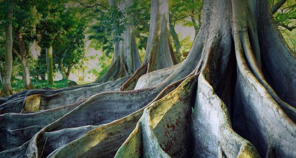 Giant Ficus trees at the National Tropical Botanical Garden on the island of Kauai, Hawaii