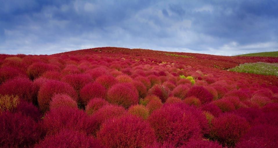 Besen-Radmelden (Bassia scoparia) im Hitachi Seaside Park, Hitachinaka, Japan