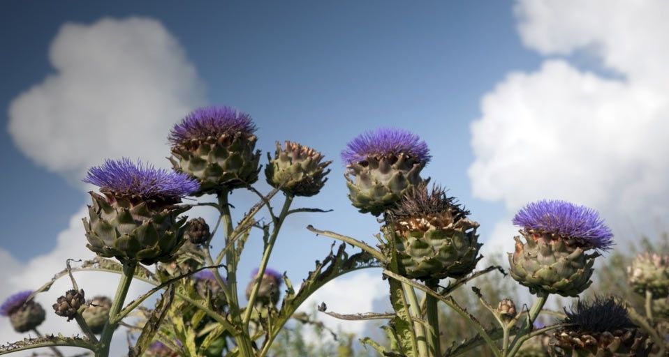 Thistle, Island of Iona, Scotland