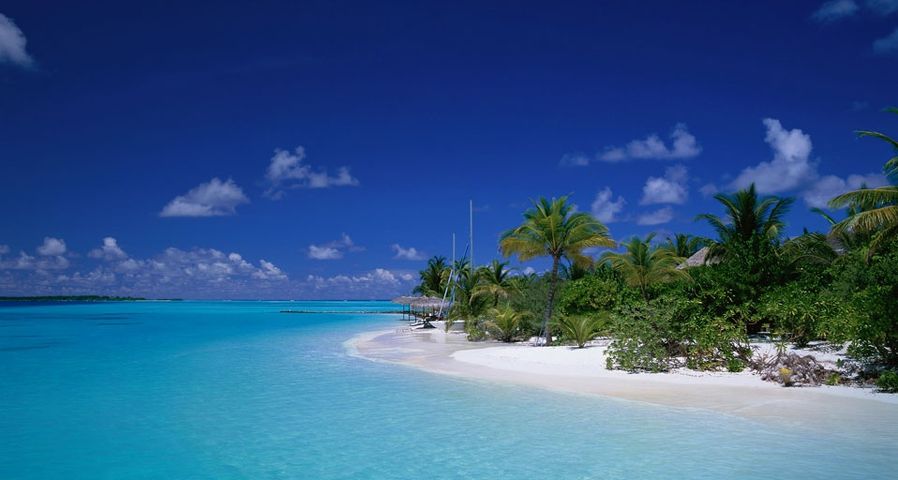 ｢ヤシの木の浜辺 ｣モルディブ, アリ環礁