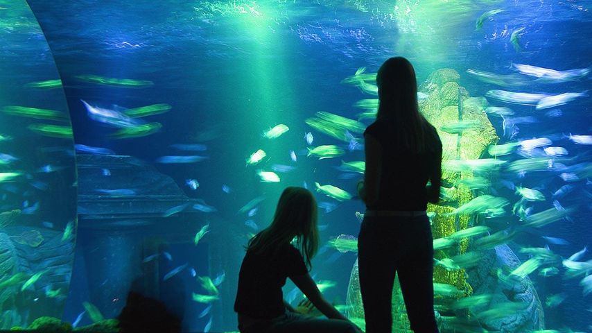 Silhouette von Menschen, die Fische im Aquarium betrachten, Sea Life München, München, Bayern, Deutschland