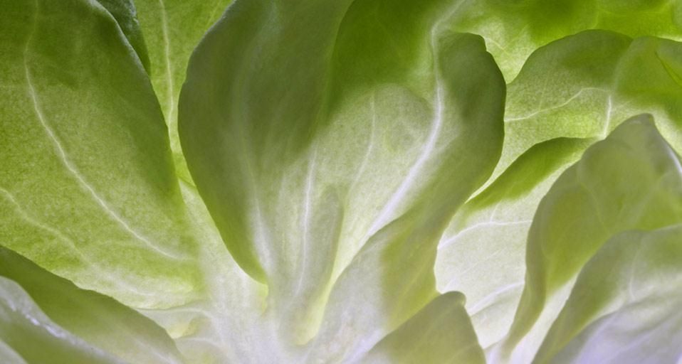 Lettuce leaf