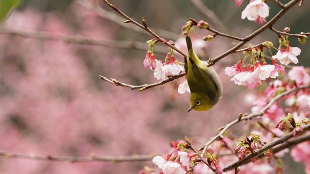 Japanbrillenvogel auf dem Zweig eines Kirschbaums