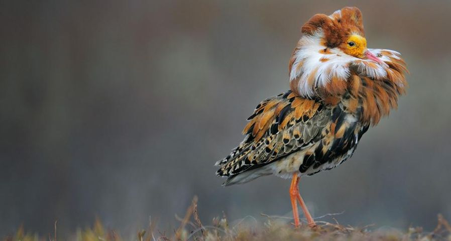 Male ruff in breeding plumage, Norway