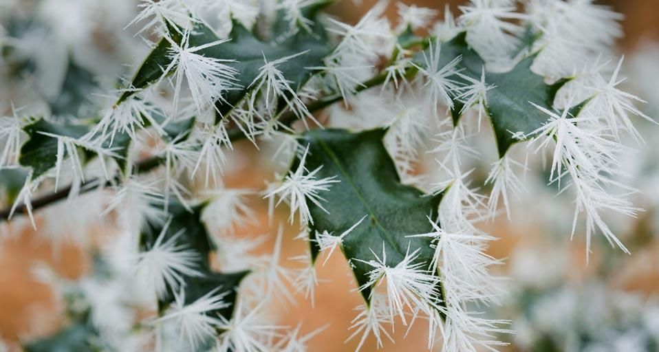 Ice crystals on holly leaves in a woodland in Ambleside, Cumbria, England