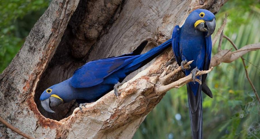 Two hyacinth macaws in a tree, the Pantanal wetland, Brazil