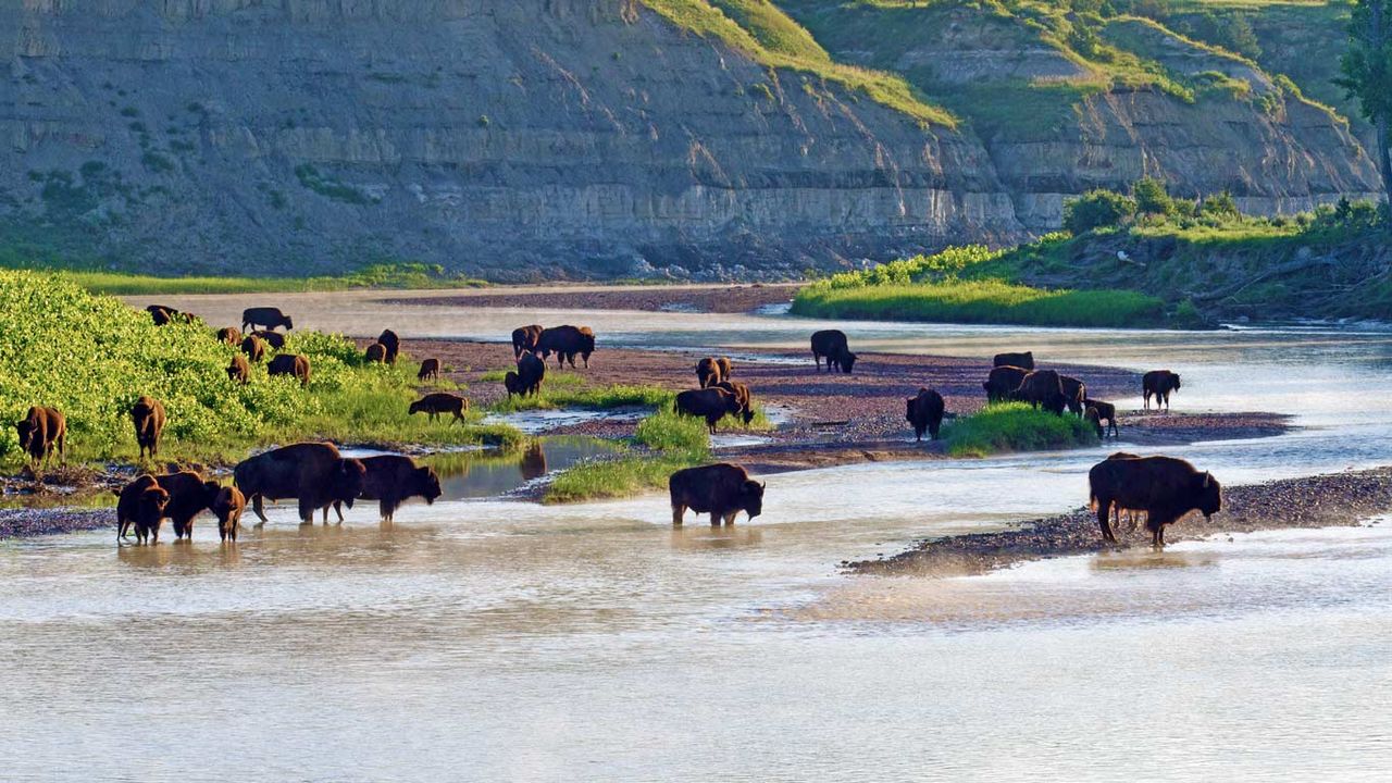 American bison on the Little Missouri River in Theodore Roosevelt National Park, North Dakota 