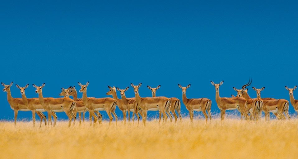An alarmed Impala herd alerts to danger in the Serengeti National Park, Tanzania