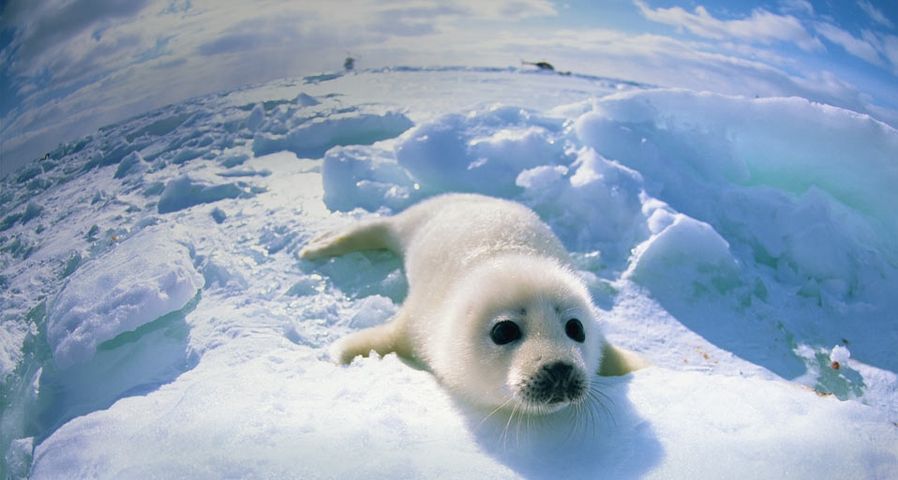 Baby seal lying on ice