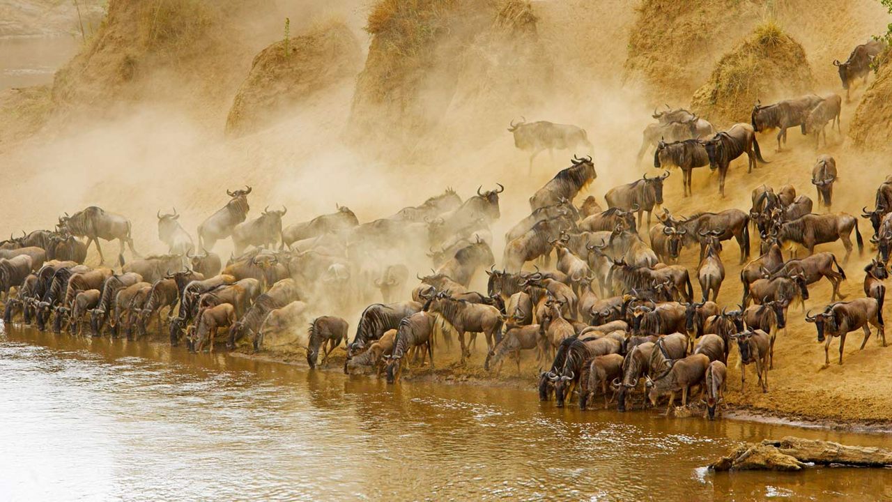 Blue wildebeest herd at the Mara River in Masai Mara National Reserve, Kenya