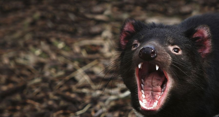 A Tasmanian Devil bears its teeth at a quarantine facility in Hobart, Australia