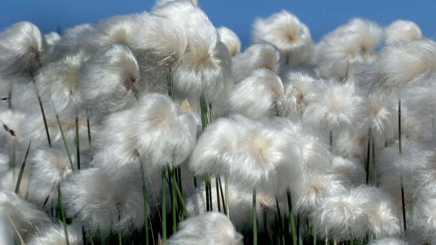 Cotton Grass Blowing in Wind, Northwest Territories, Canada