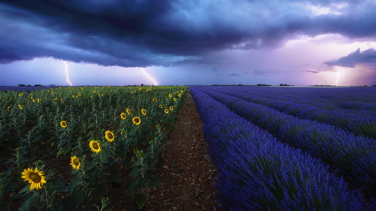 Lavender and sunflower fields under a stormy sky in Provence, France