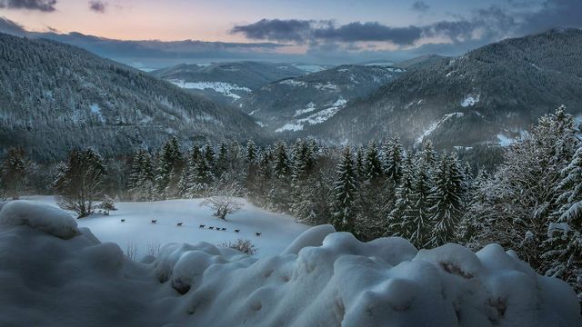 Rehe in der Abenddämmerung nahe Herrischried, Schwarzwald, Baden-Württemberg, Deutschland 