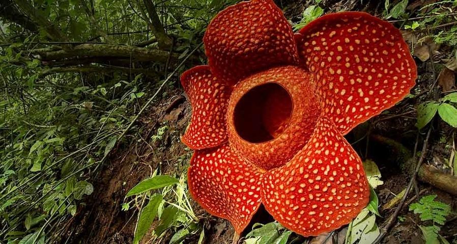 Rafflesia flower in West Sumatra, Indonesia