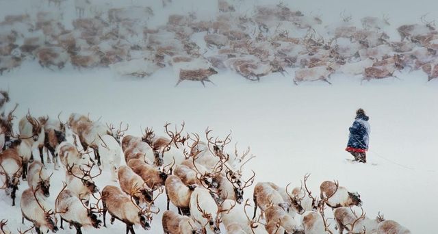 Reindeer and Chukchi reindeer herder in snow of Siberia, Russia