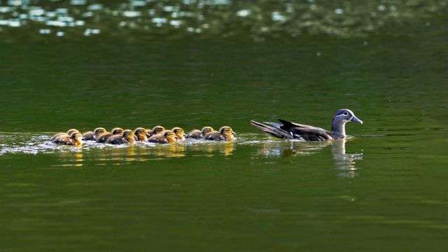 Maman canard mandarin et ses petits en Corée du Sud