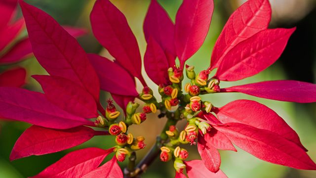 Poinsettia flower buds