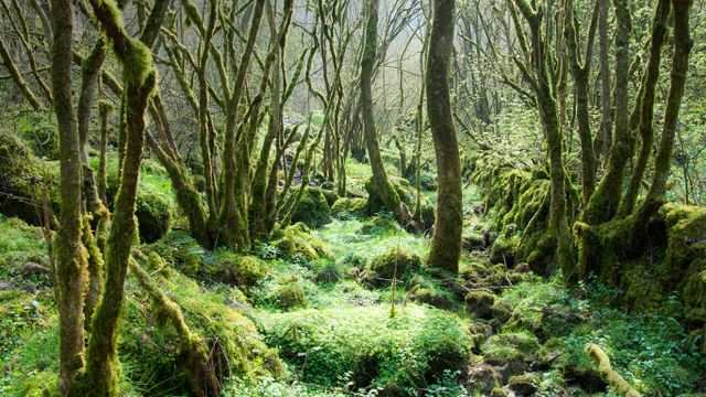 Monk’s Dale, Derbyshire Dales National Nature Reserve, England 