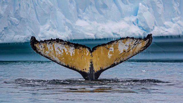 Humpback whale in Cierva Cove, Antarctica